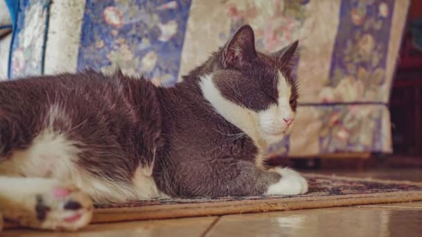 Słodkie Tabby Kot Leżący Dywanie Domu — Wideo stockowe