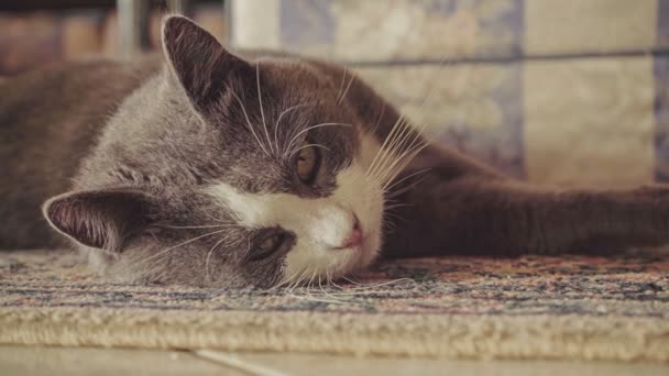 Χαριτωμένο Tabby Γάτα Ξαπλωμένη Στο Χαλί Στο Σπίτι — Αρχείο Βίντεο