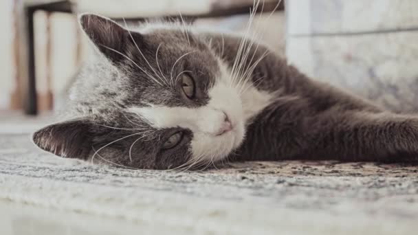 鮮やかな緑の目を持つかわいい大人の灰色の家の猫は 平和的にカーペットの上に横たわって カメラを見て スクインティング 楽しさと怠惰な気分 映像を閉じて — ストック動画