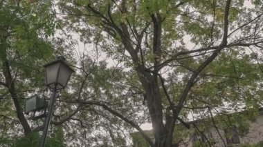 Şehrin aşağısından ağaçlar geliyor.