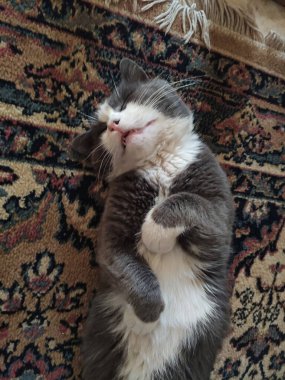 Şirin gri kedi halıda uyuyor.