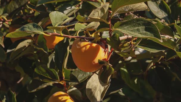 柿の木の枝に柿の木 作物のある庭 — ストック動画