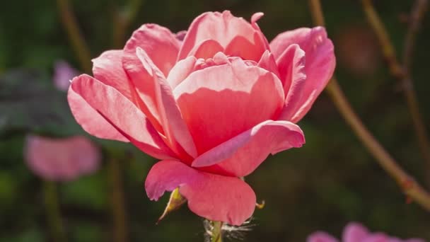 秋に自生するバラの花植物 緑の背景のボケと庭でピンクのバラを閉じます — ストック動画