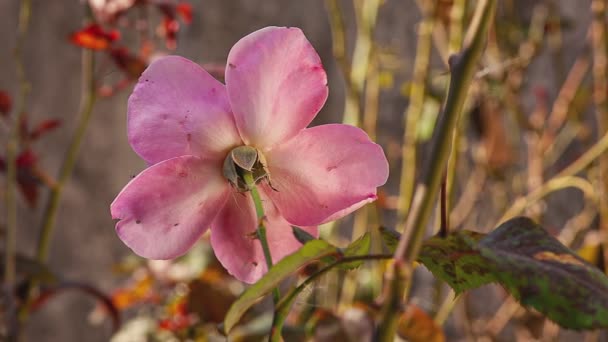 Rosa Planta Flores Naturaleza Otoño Primer Plano Rosa Jardín Con — Vídeos de Stock