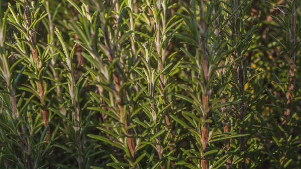 Frisse Groene Rozemarijn Plant Ontvangt Zonlicht Details Van Bossige Tak — Stockvideo