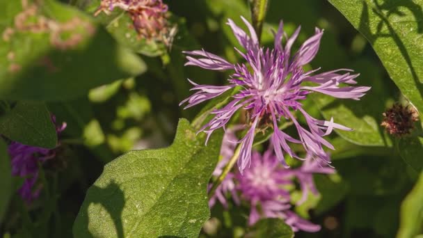 Rosa Púrpura Stokes Aster Stokesia Laevis Flor — Vídeo de stock
