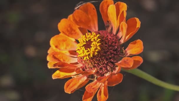 Detalle Flor Roja Naturaleza — Vídeo de stock