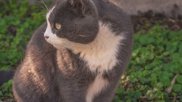 정원의 위에서 편안하게 칼라를 귀여운 고양이 — 비디오