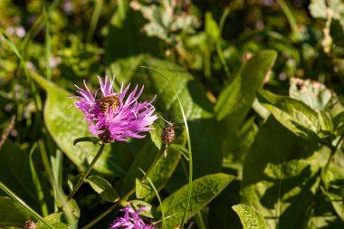 mor pembe aster stokesia laevis çiçek stokes