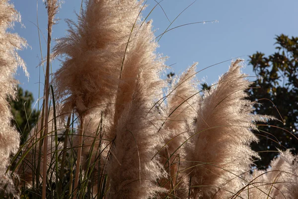 Pampas Grass Detail Garden Sunny Day — Stock Photo, Image