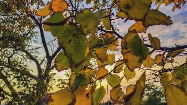 Bela Árvore Outono Multi Colorido Com Folhas — Vídeo de Stock