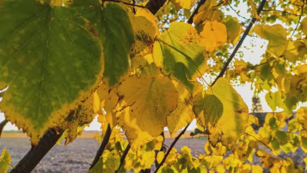 Красивое Разноцветное Осеннее Дерево Листьями Закате — стоковое видео