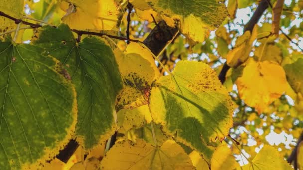 Lindas Cores Laranja Outono Folhas Ligeiramente Acenando Vento Outono — Vídeo de Stock