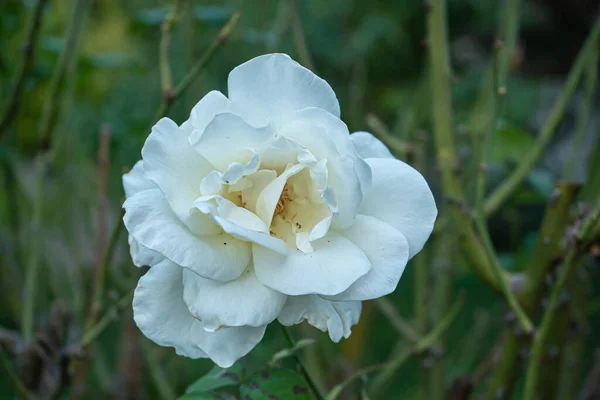 Rose Flower Background Blurry Pink Roses Flower Garden Roses Nature — Stock Photo, Image