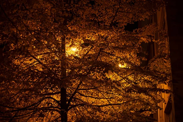 Gece Parkı Toprağı Sokak Feneriyle Yalnız Patika Elektrik Işığı — Stok fotoğraf