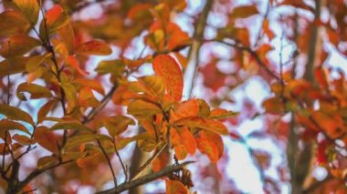 Küçük çok renkli yaprakları olan sonbahar dalları.
