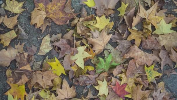 Gefallene Herbstblätter Natur Herbst Herbsteinsetzendes Konzept Laub Auf Dem Boden — Stockvideo