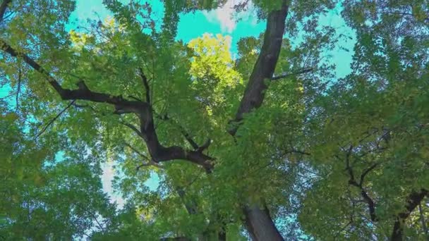Elvarázsolt Őszi Erdő Alulról Ősszel — Stock videók
