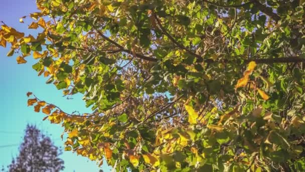 秋天的枫叶与蓝蓝的天空 — 图库视频影像