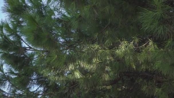 Detail Branches Maritime Pine Conifer Largely Spread All Mediterranean Basin — Stock Video