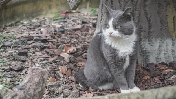 灰色の猫は 背の高い草の草原に行きます 飼い猫や野良猫猫 Felis Silvestris Catus は小さく 通常毛皮のような肉食性の哺乳動物です — ストック動画