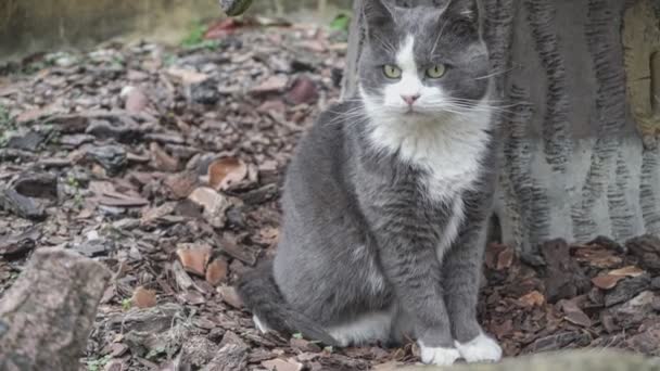 Gato Gris Prado Con Hierba Alta Gato Doméstico Gato Salvaje — Vídeo de stock