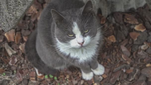 Grijze Volwassen Kat Zit Tuin Het Gras Kijkt Recht Vooruit — Stockvideo