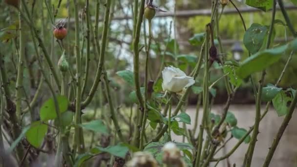 Sonbaharda Doğada Beyaz Gül Bitkisi — Stok video