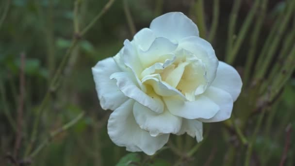 Elegante Enkele Witte Roos Bloeiende Macro Close — Stockvideo