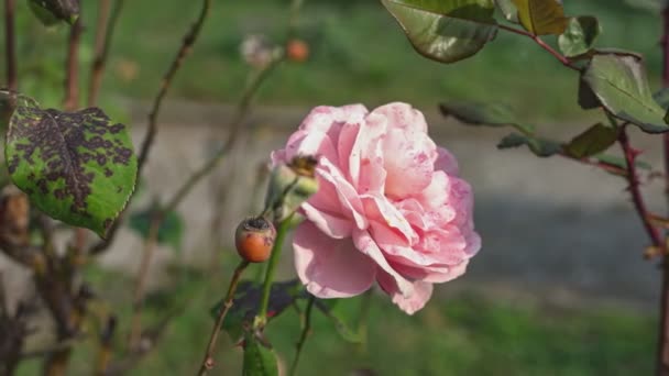 Bahçedeki Güzel Taze Gül Çiçek Açan Gül Tomurcuğu — Stok video