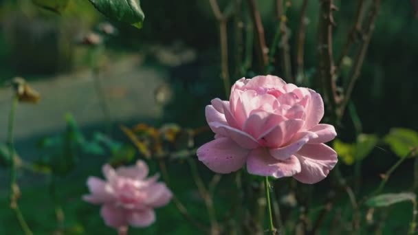 Záhadná Pohádka Jaro Květinový Široký Panoramatický Prapor Pohádkovým Kvetoucí Růžová — Stock video