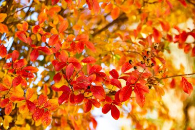 Güneşli bir günde kırmızı sonbahar yaprağının yakın çekimi.