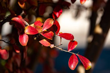 Güneşli bir günde kırmızı sonbahar yaprağının yakın çekimi.