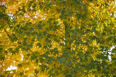 Sonbahar kırmızısı, güneşli bir günde ağaçta yaprak dokusu detayı.