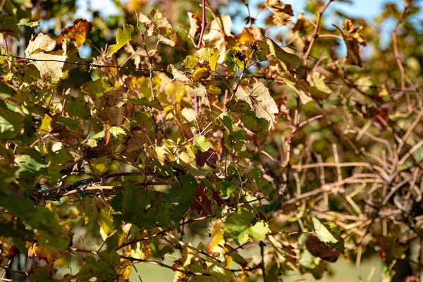 Detalle Las Hojas Los Viñedos Otoño Día Soleado — Foto de Stock