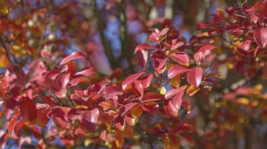 Güneşli bir günde kırmızı sonbahar yaprağının yakın çekimi.
