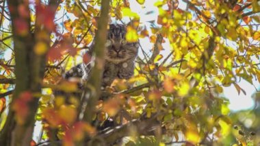 Güneşli bir günde sonbahar yapraklarının arasında sevimli bir kedi.