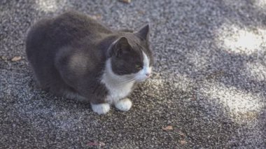 Gri sokak kedisi güneşli bir günde betonda oturuyor