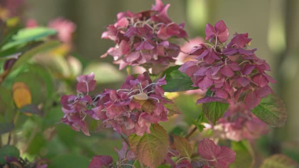 Detalhe Belas Flores Estão Murchando Natureza — Vídeo de Stock