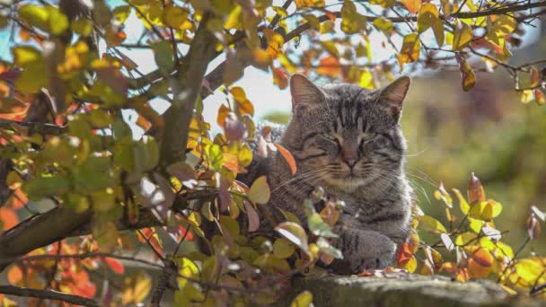 Gato Bonito Entre Folhas Outono Dia Ensolarado — Vídeo de Stock