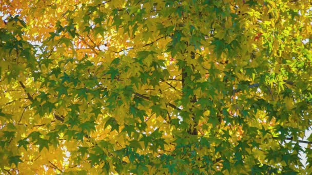 Φθινόπωρο Κόκκινα Φύλλα Υφή Λεπτομέρεια Ένα Δέντρο Μια Ηλιόλουστη Μέρα — Αρχείο Βίντεο