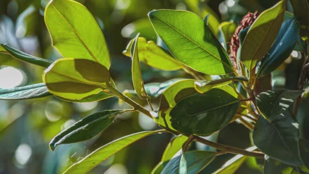 Detalhe Folhas Magnólia Com Fundo Borrado Magnolia Grandiflora — Vídeo de Stock