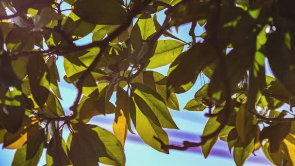 Detail Van Magnolia Bladeren Met Wazige Achtergrond Magnolia Grandiflora — Stockvideo