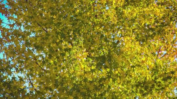 晴れた日には木の上に秋の紅葉の質感の詳細 — ストック動画