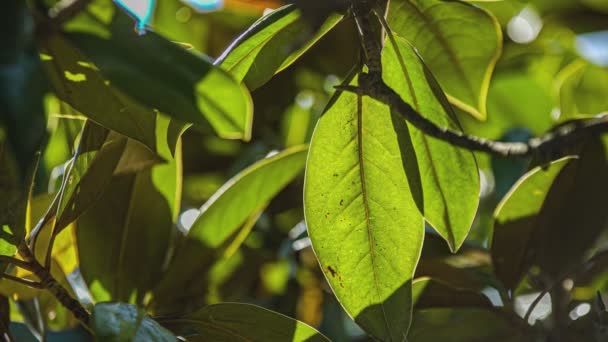 Detail Listů Magnólie Rozmazaným Pozadím Magnolia Grandiflora — Stock video