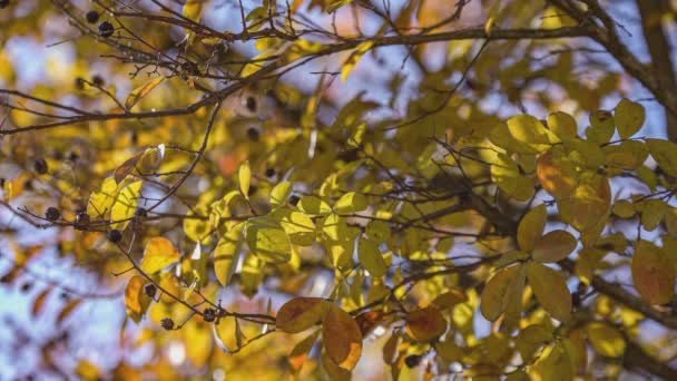 Primeros Planos Hoja Roja Otoño Día Soleado — Vídeo de stock