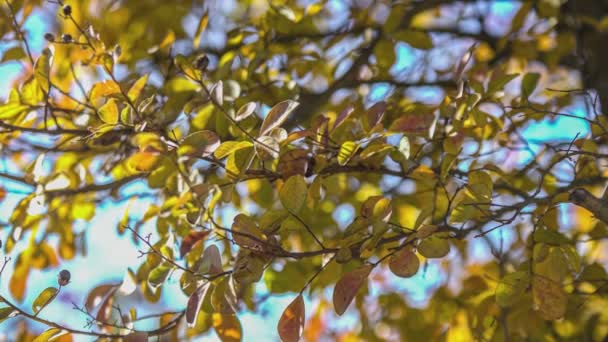 Nahaufnahme Foto Von Rotem Herbstblatt Einem Sonnigen Tag — Stockvideo