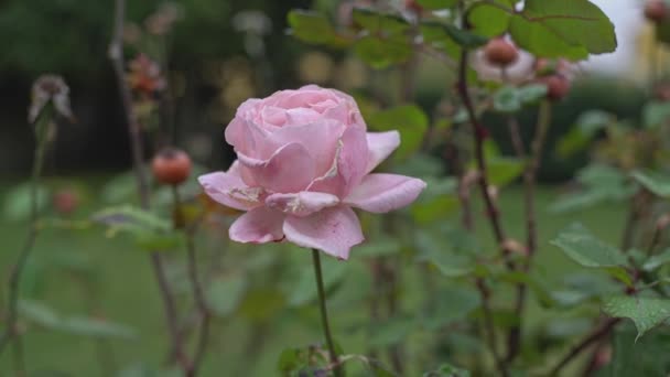 Blomväxter Naturen Hösten Närbild Rosa Ros Trädgården Med Bokeh Grön — Stockvideo