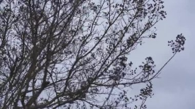 Kışın çıplak dalların ayrıntıları