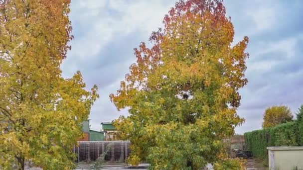 Detail Von Orangenbaum Herbst Und Blauem Himmel — Stockvideo